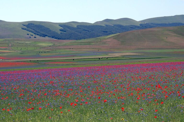 GIUGNO IN FIORE: Castelluccio, Norcia e il Mercato delle Gaite
