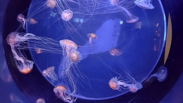 Genova e le meraviglie del suo Acquario
