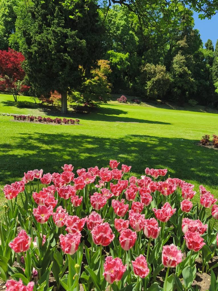 Tulipomania al Parco Sigurtà
