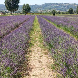 Assisi e la festa della lavanda