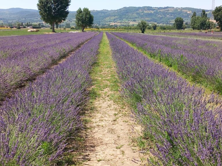 Assisi e la festa della lavanda