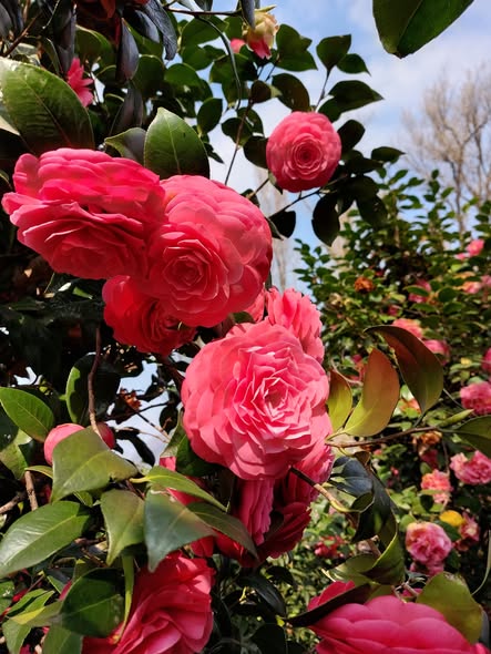 Camelie Locarno: la primavera sul Lago Maggiore