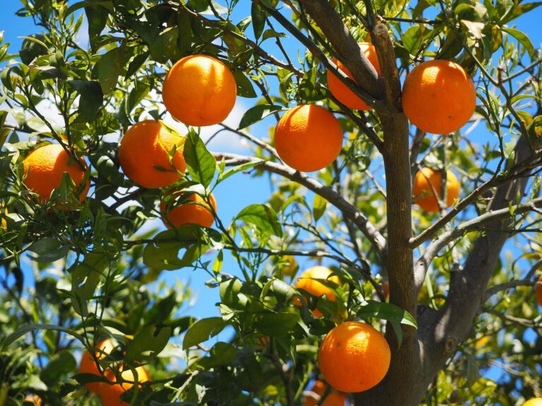 Cannero Riviera in festa: profumo di agrumi sul Lago Maggiore