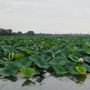 Mantova, navigazione tra i fiori di Loto