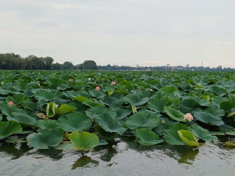 Mantova, navigazione tra i fiori di Loto